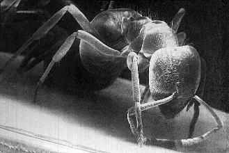 ant.jpg [8.5k]